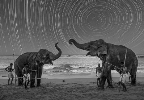 Sri Lankan seaside elephant 2