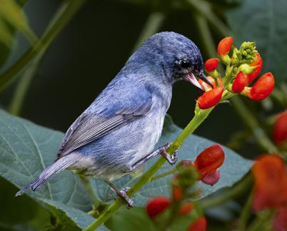 Blue Bird and Red Berries