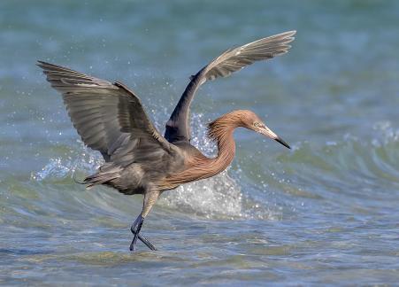 Reddish Egret Playing In The Surf