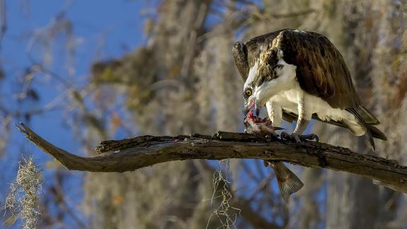 Osprey Eating Catch