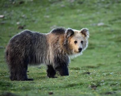 Tibetan bear
