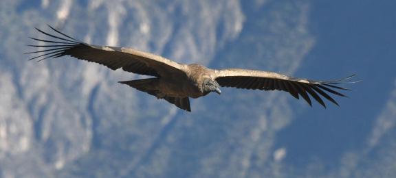 Flight of the Condor 13