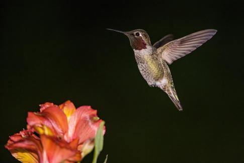 hummingbird13