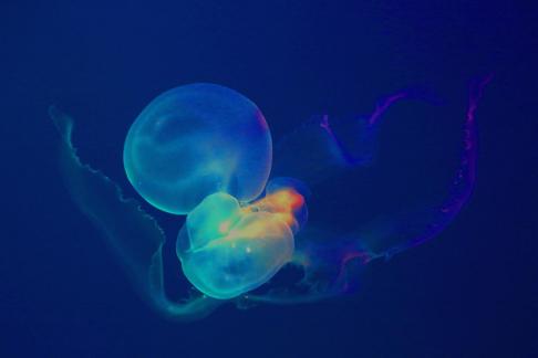 The sea jellyfish dance around