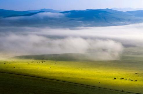 Morning mist grassland