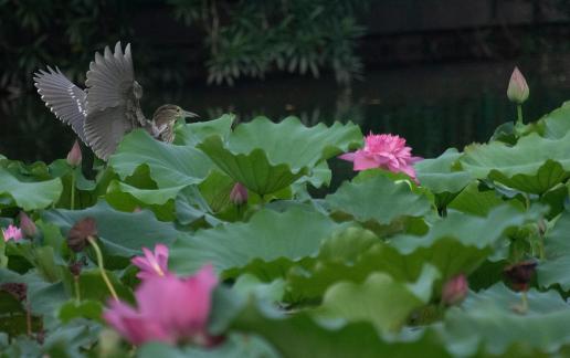 Lotus Heron