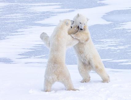 Polar Bear Play 86