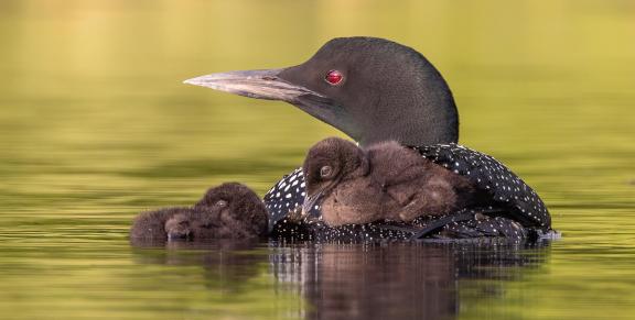 Loon with resting chicks 58