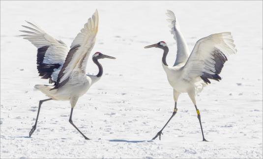 Red Crowned Crane mating dance 9