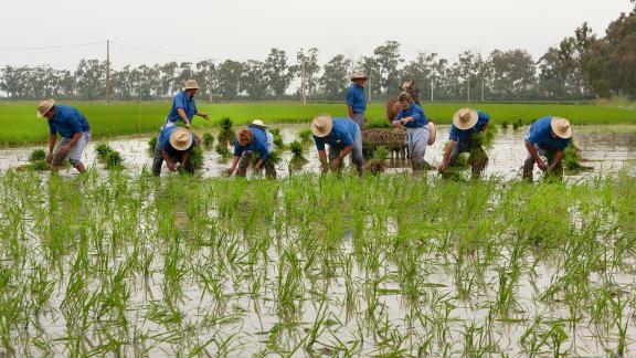 Cuadrilla plantando el arroz