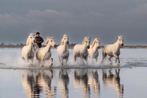 Camargue horses in gallop 10