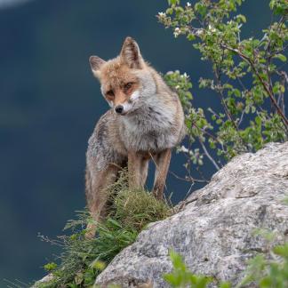 Fox on the lookout 10