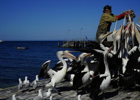 pelican feeding