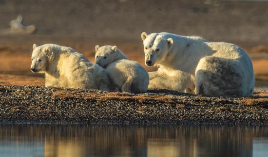 Polar Bear Family 107