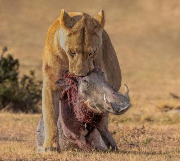 Lioness hauling warthog 64