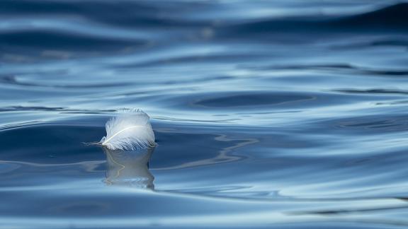 Floating Feather Blue Water