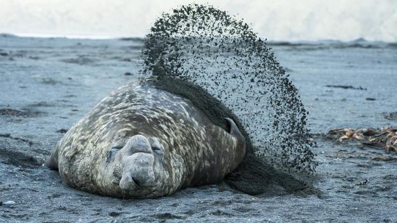 So Ele Seal Bull Slinging Sand
