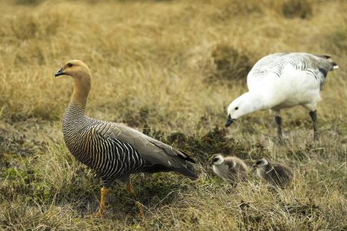 Upland Geese Strolling w 2 Chicks