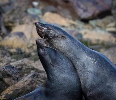 Seal love