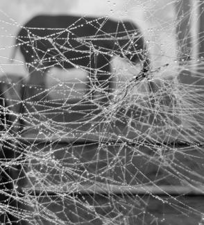 Life behind the spider webs
