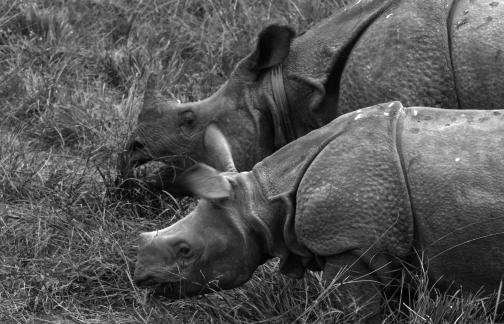 Rhino s heads