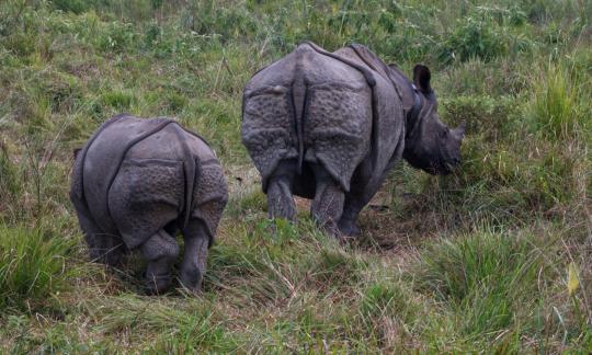 Rhino backs