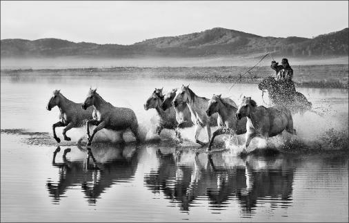 Horses in Water 88