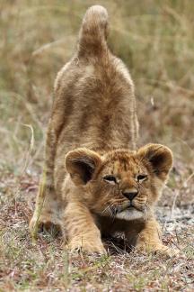 Yamning Baby Lion 2