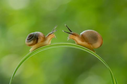 snails 1