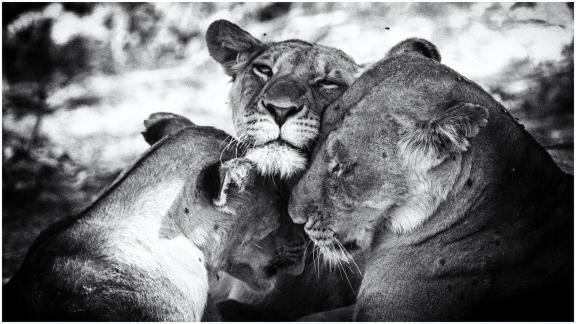 Three cuddling Lions