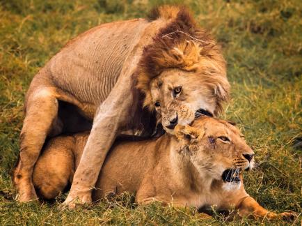 Lion affair