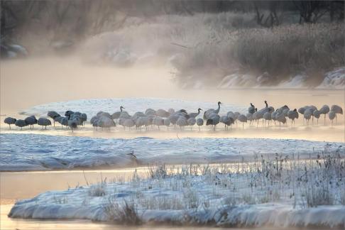 Red Crowned Cranes at Sunrise 4
