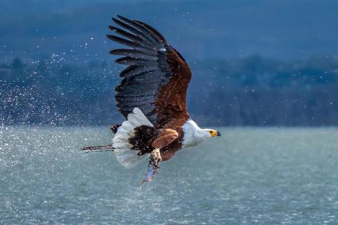 Fish eagle taking off with fish