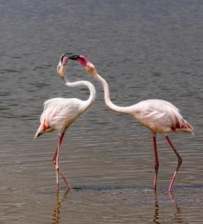 Flamingo coutship