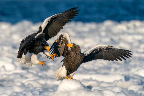 Steller Sea Eagles 2