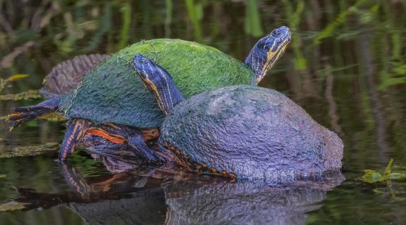 Turtle couple