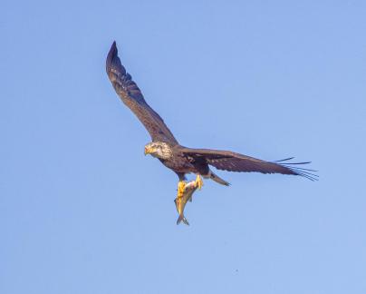 Juvenile bald eagle with catch 67