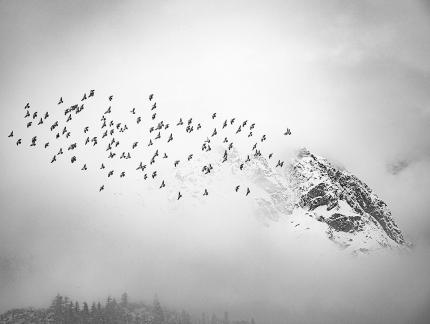 Birds in the snow mountains
