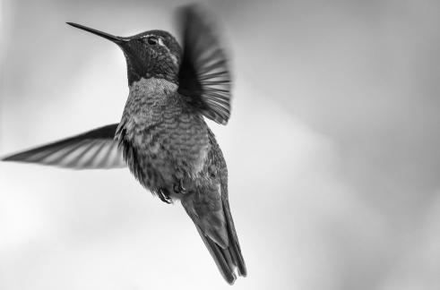 Hummingbird53
