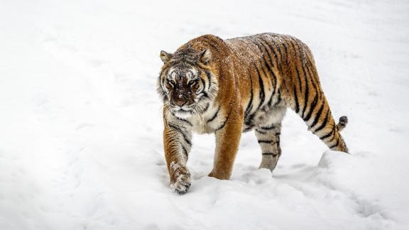 frightful appearance of a tiger