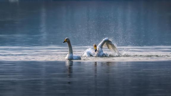 Swans playing in the water