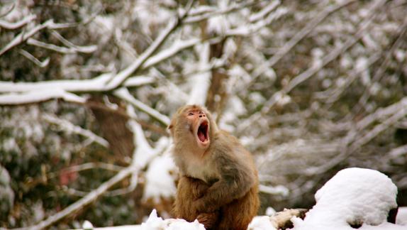Wind and Snow Macaque