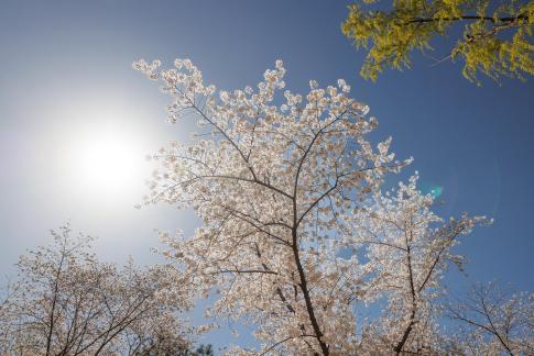 Cherry Blossoms in the Sun