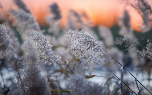 Reed flowers at sunset