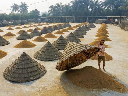 Rain protectors while drying rice