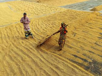 Drying rice