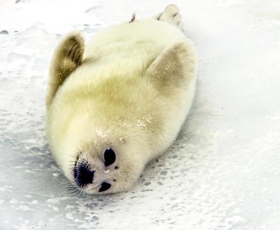 Baby seal35