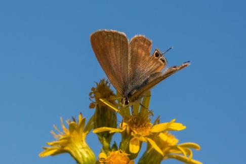 BROWN AND YELLOW NATURE