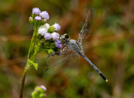 Dragonfly Pink Flower