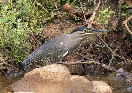 Striated Heron and Rock